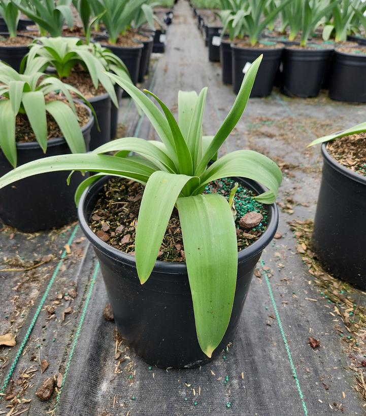 Allium 'Pinball Wizard'