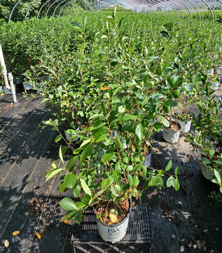 Aronia melanocarpa Low Scape Snowfire®