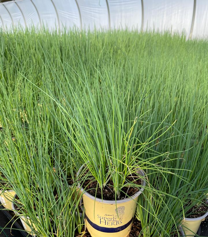 Allium schoenoprasum 'Staro'