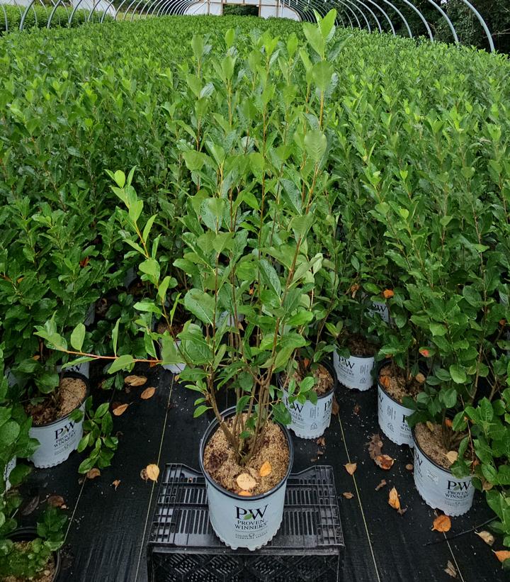 Aronia melanocarpa Low Scape Snowfire®