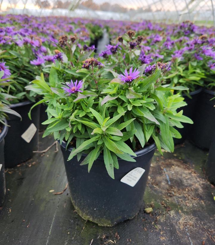 Aster novae-angliae 'Grape Crush'