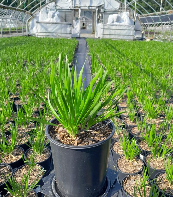 Allium 'Millenium'