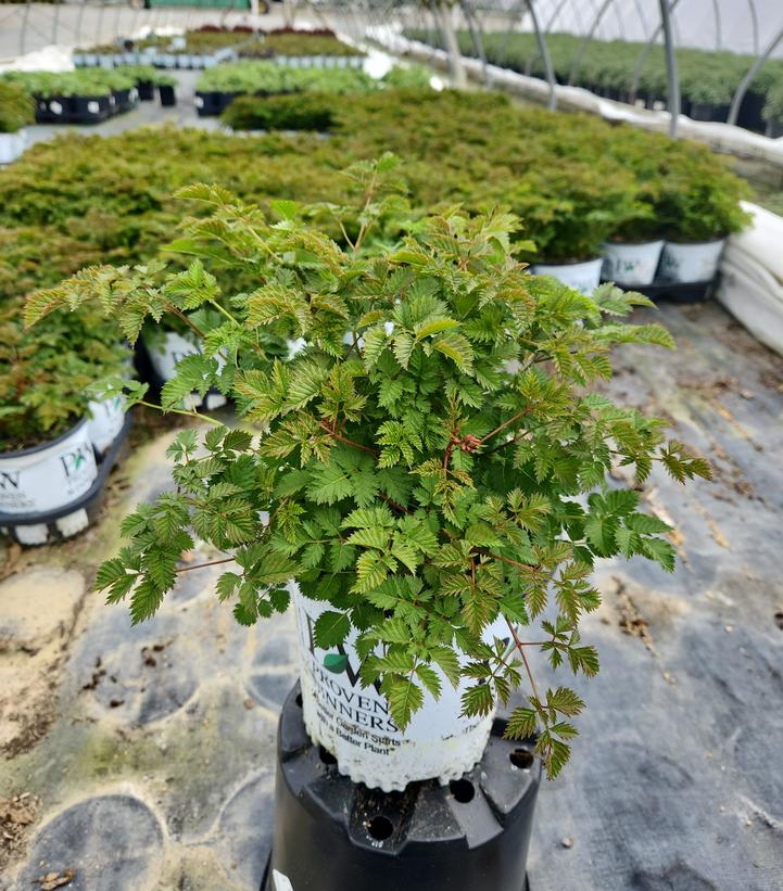 Aruncus hybrid Chantilly Lace