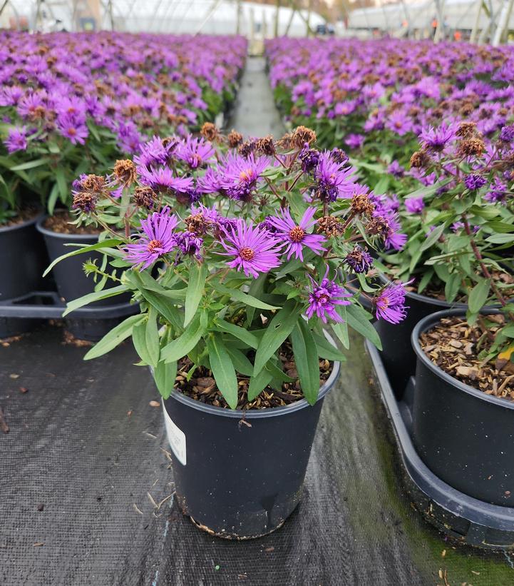 Aster novae-angliae 'Purple Dome'