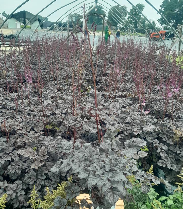 Astilbe 'Dark Side of the Moon'