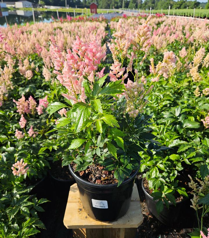 Astilbe japonica 'Rheinland'