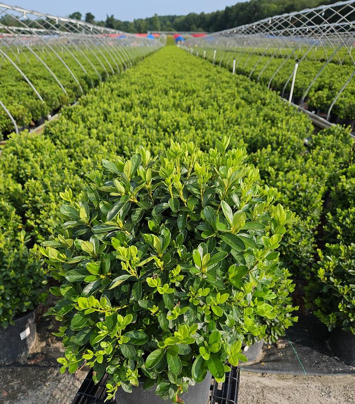 Azalea Delaware Valley White