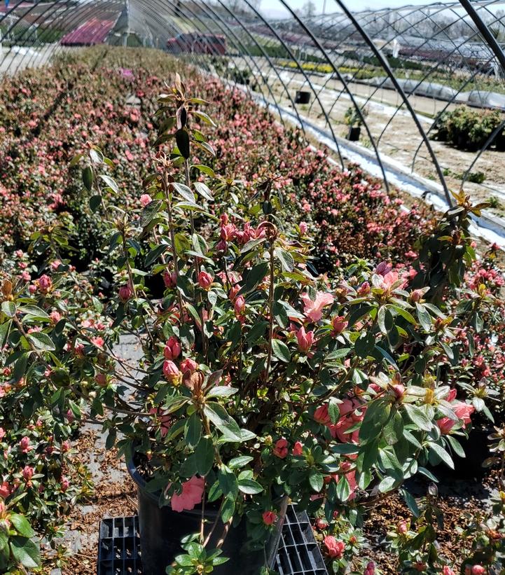 Azalea 'Blaauws Pink'