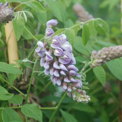 Wisteria frut. Amethyst Falls