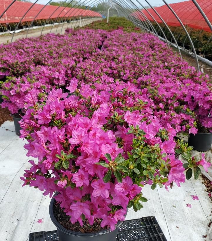 Azalea 'Girards Fuchsia'