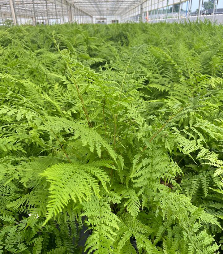 Athyrium filix femina 