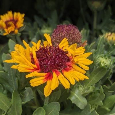 Gaillardia Spintop 'Red Starburst'