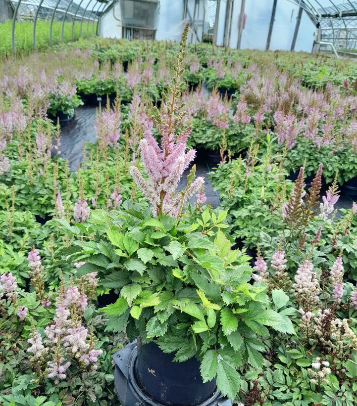 Astilbe chinensis Pumila