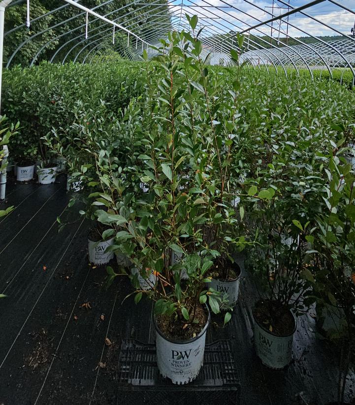 Aronia melanocarpa Low Scape Snowfire®