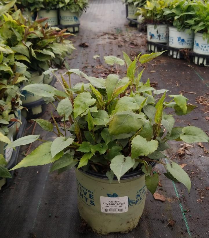 Aster divaricatus 'Eastern Star'