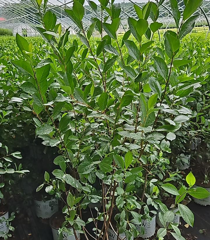 Aronia melanocarpa Low Scape Snowfire®