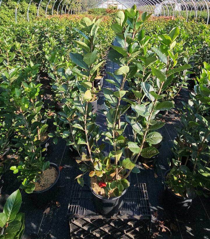 Aronia melanocarpa 'Viking'