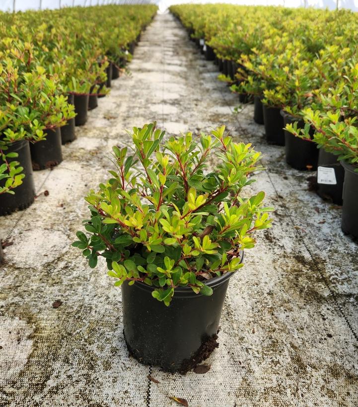 Arctostaphylos Massachusetts Hybrid