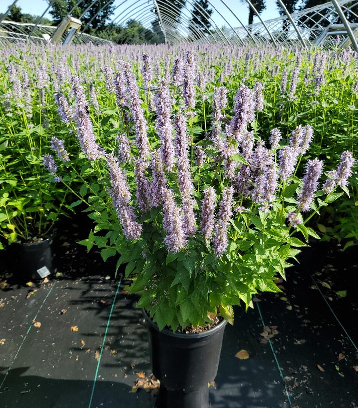 Agastache x Blue Fortune