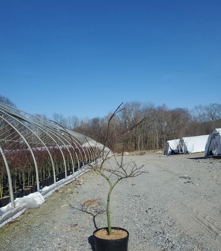 Acer palmatum dissectum 'Tamukeyama'