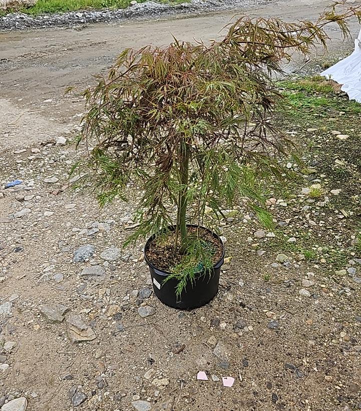 Acer palmatum dissectum 'Crimson Queen'