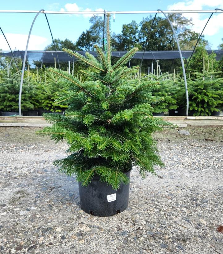 Abies nordmanniana 