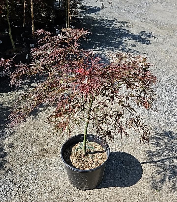 Acer palmatum dissectum 'Crimson Queen'