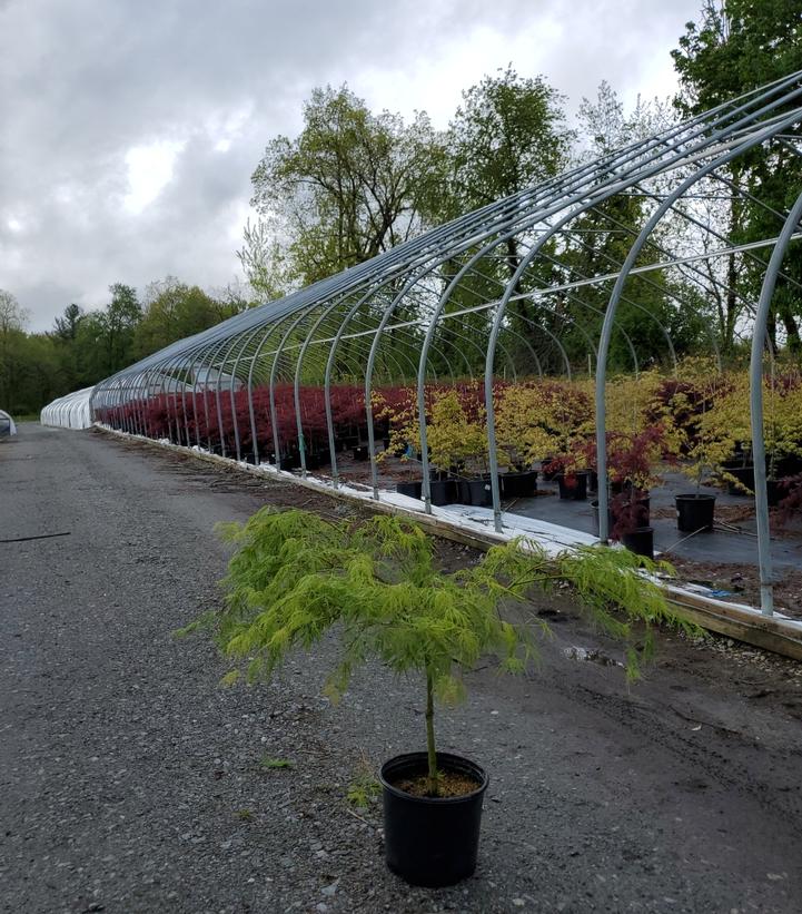 Acer palmatum dissectum 'Waterfall'