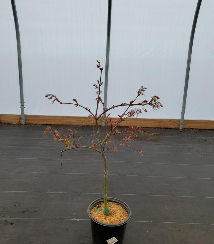 Acer palmatum dissectum 'Inaba Shidare'