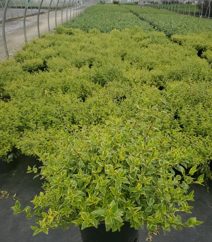 Abelia x grandiflora 'Radiance'