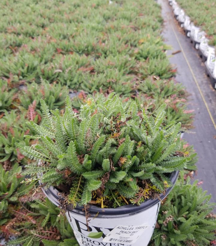 Achillea hybrid 'Firefly Peach Sky'