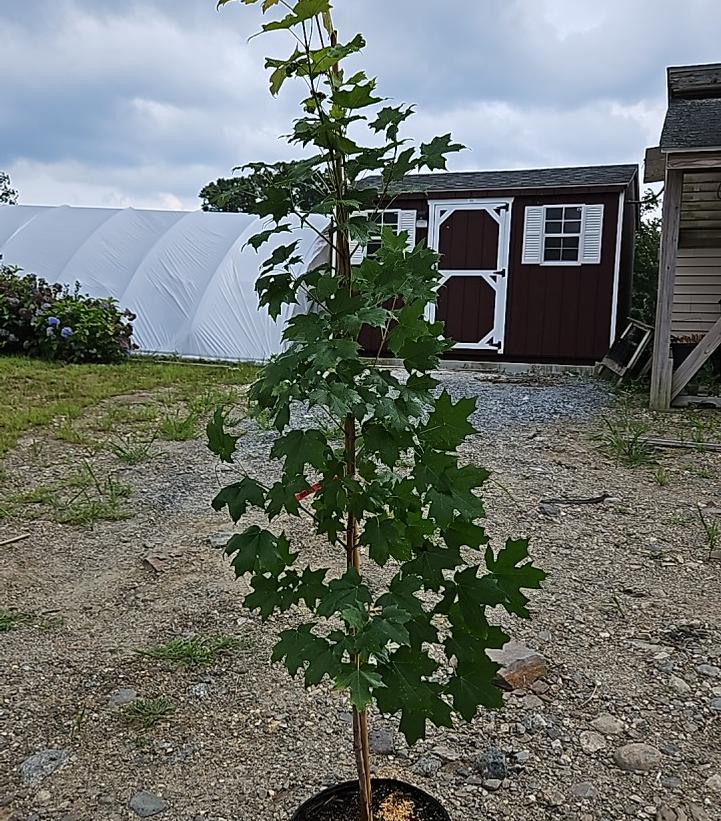 Acer saccharum Super Sweet