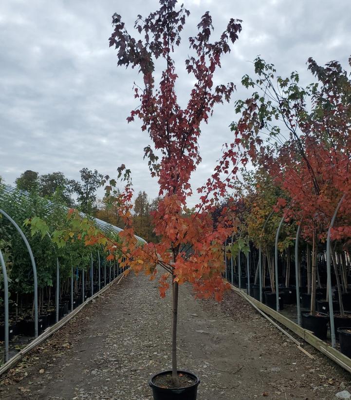 Acer x freemani Autumn Blaze®