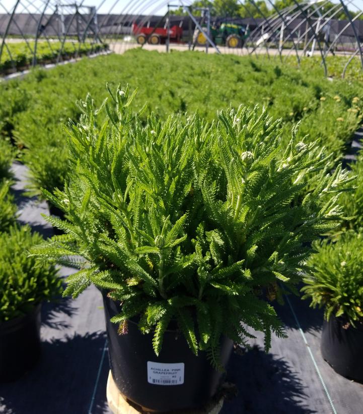 Achillea Pink Grapefruit