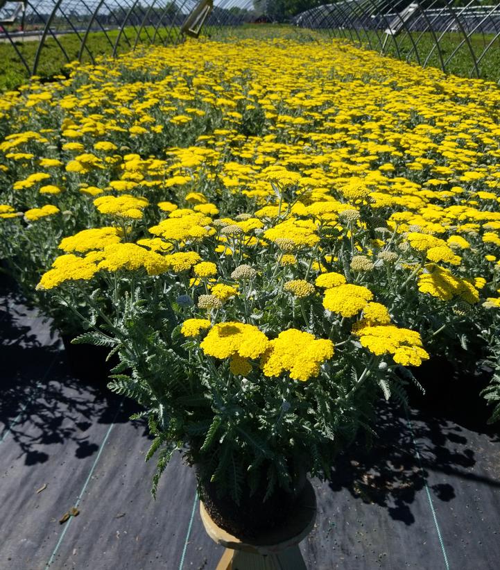 Achillea filipendulina Moonshine