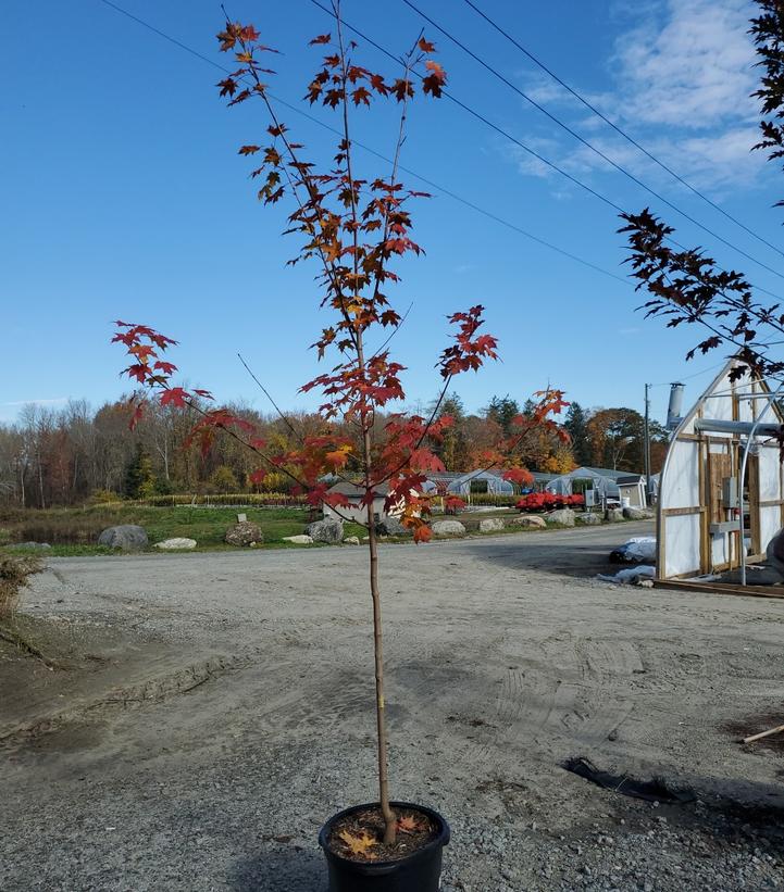 Acer saccharum Green Mountain