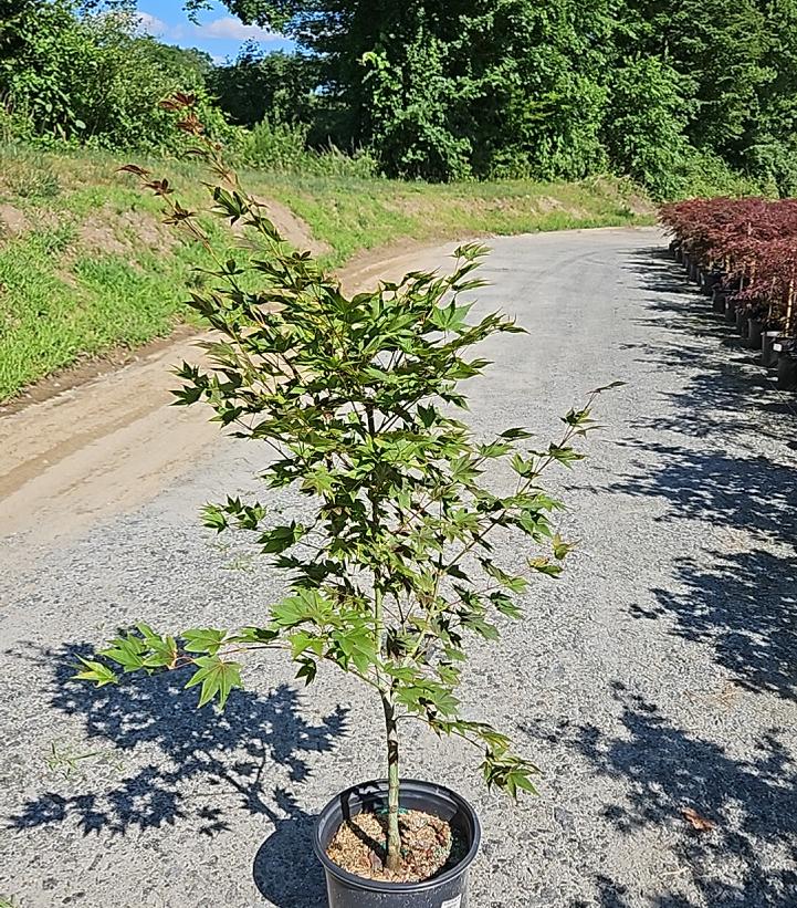 Acer palmatum 'Cider Hill'