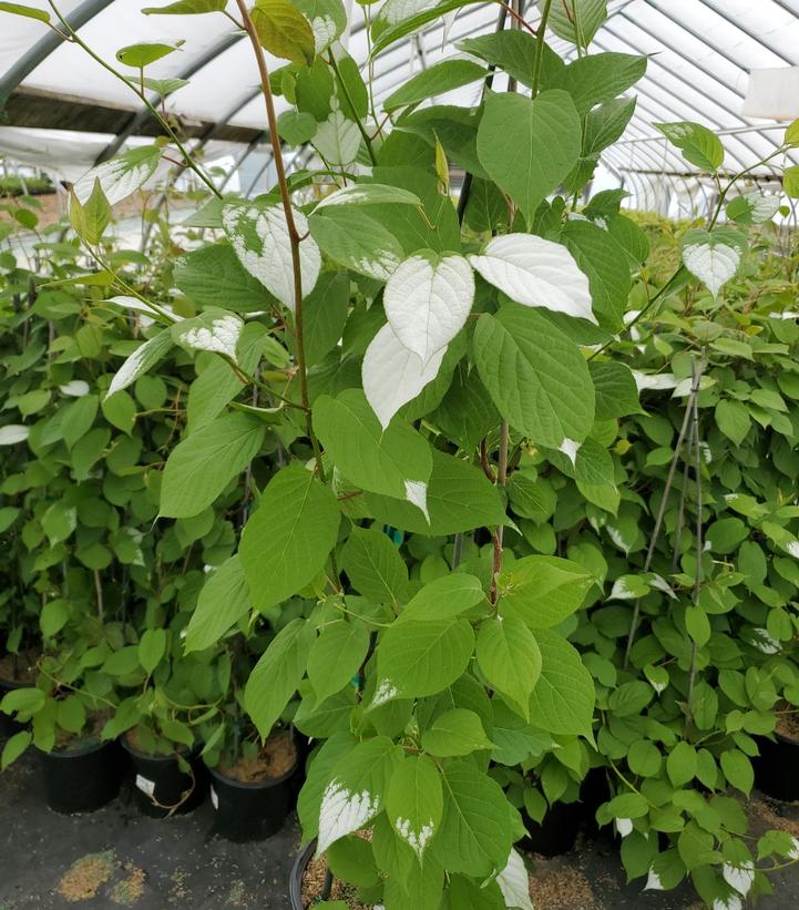 Actinidia 'September Sun'