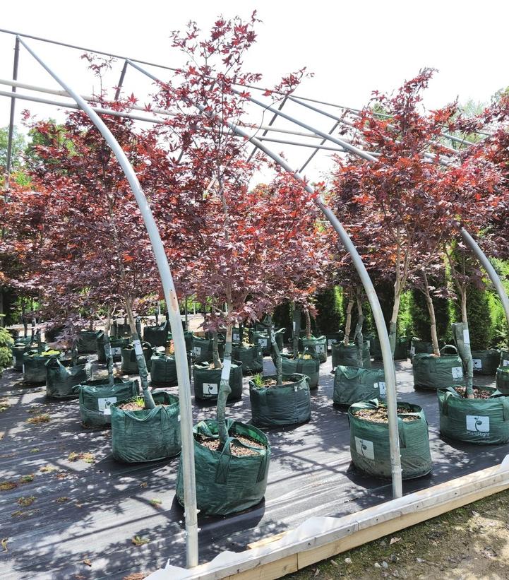 Acer palmatum 'Bloodgood'