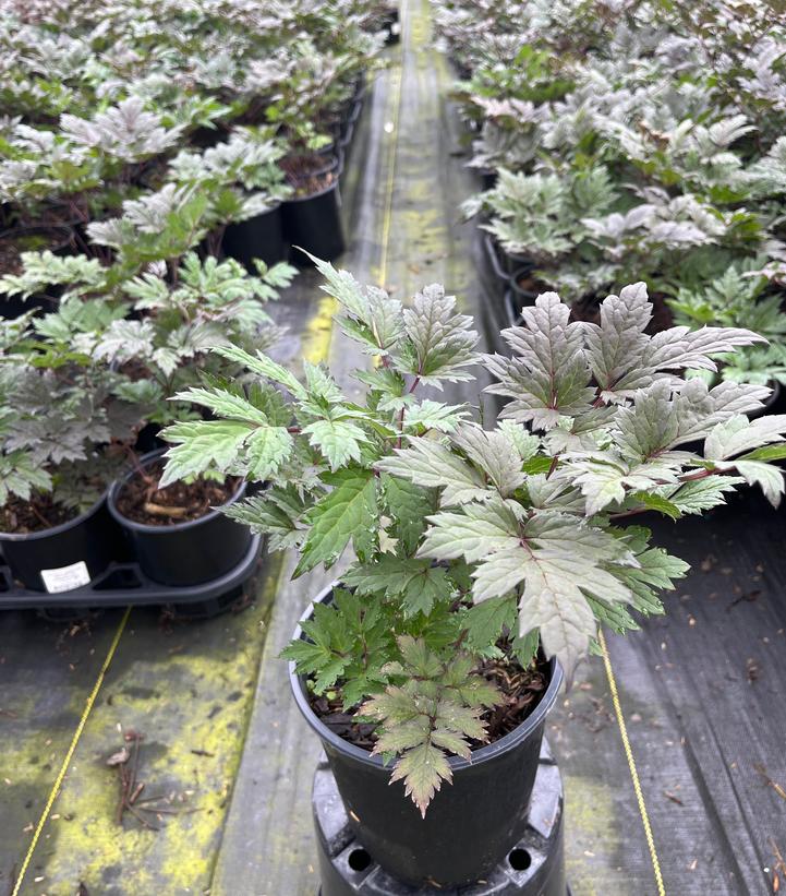 Actaea racemosa 'Brunette'