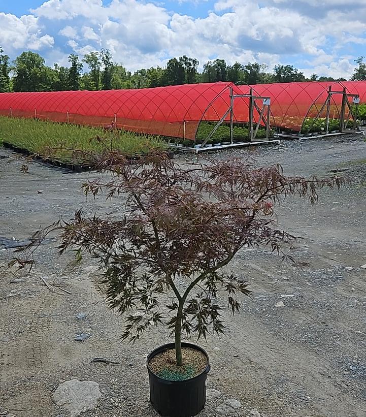 Acer palmatum dissectum 'Tamukeyama'