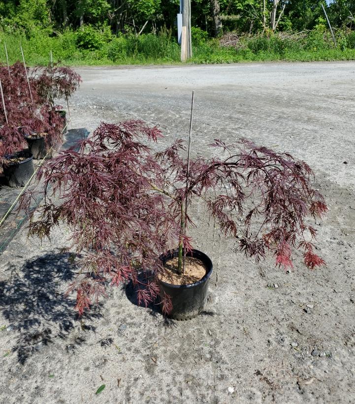 Acer palmatum dissectum 'Inaba Shidare'