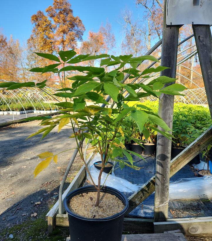 Aesculus parviflora 