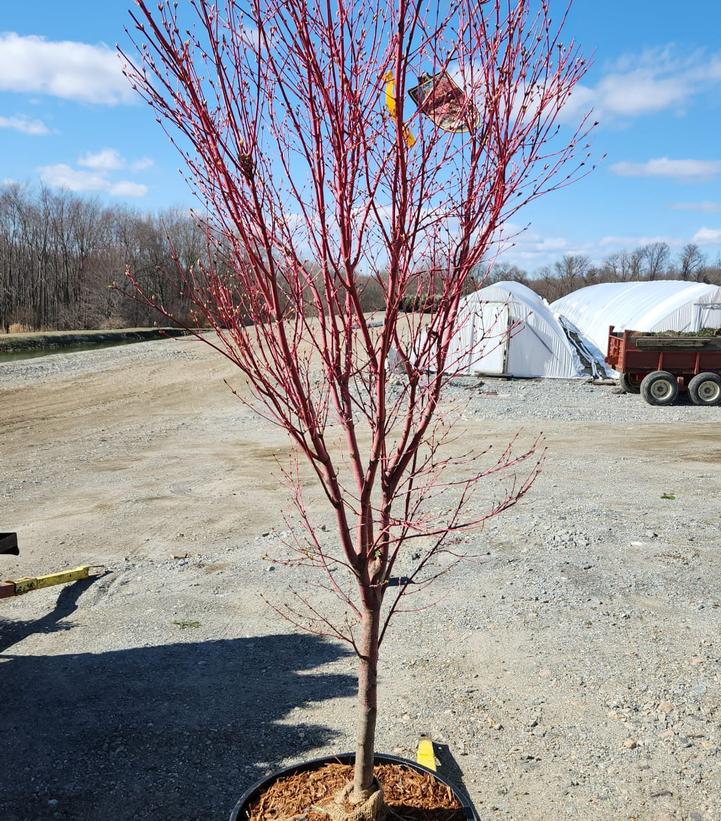 Acer palmatum Sango Kaku