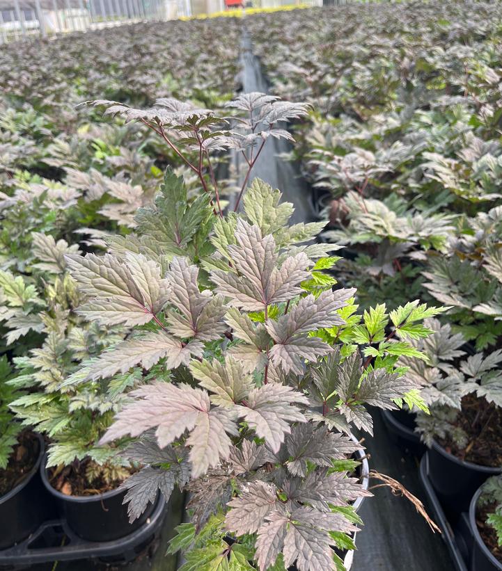 Actaea racemosa 'Brunette'