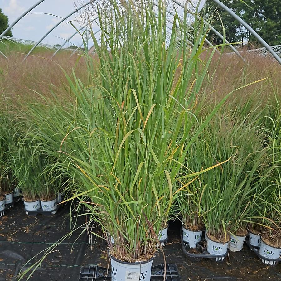 Panicum virgatum Prairie Winds® Apache Rose