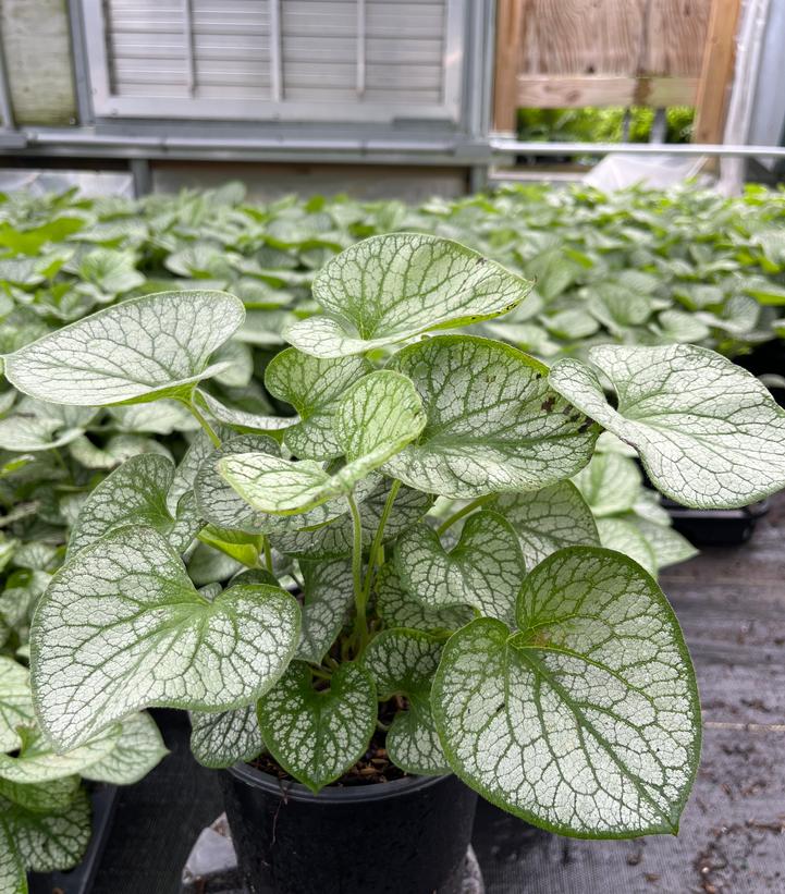 Brunnera macrophylla Jack Frost