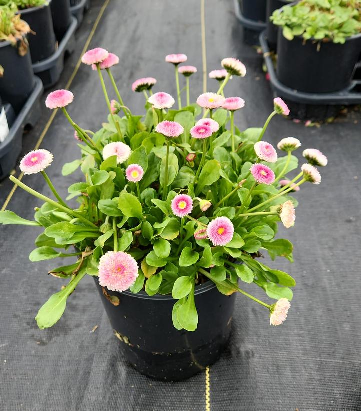 Bellis perennis Belissima™ 'Rose'