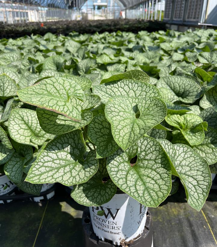 Brunnera macrophylla 'Jack of Diamonds'