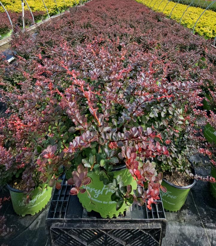 Berberis WorryFree® Crimson Cutie®